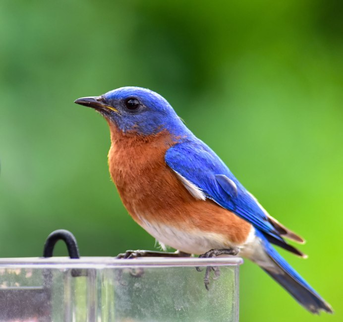 Щурка золотистая самка и самец