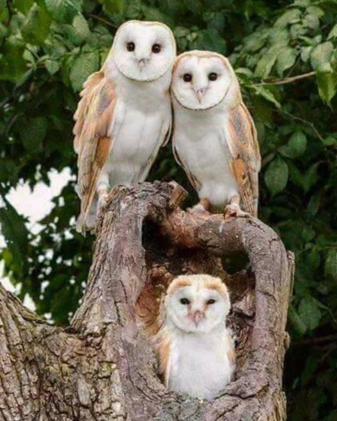 Совообразные Strigiformes