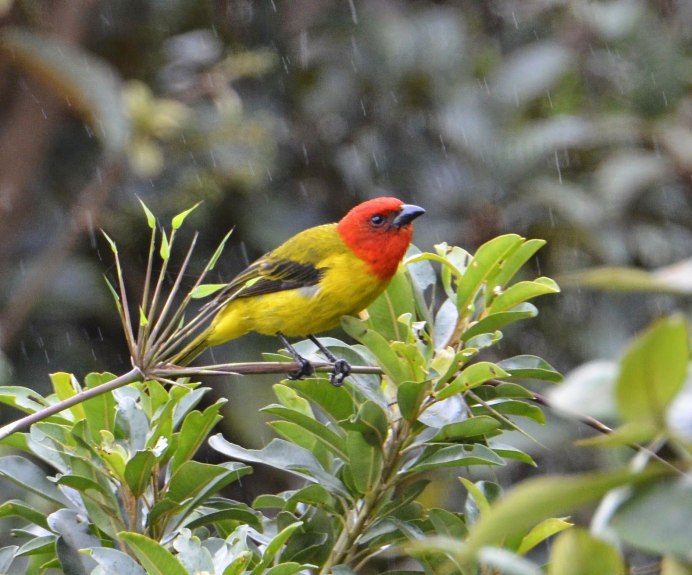 Седой дятел