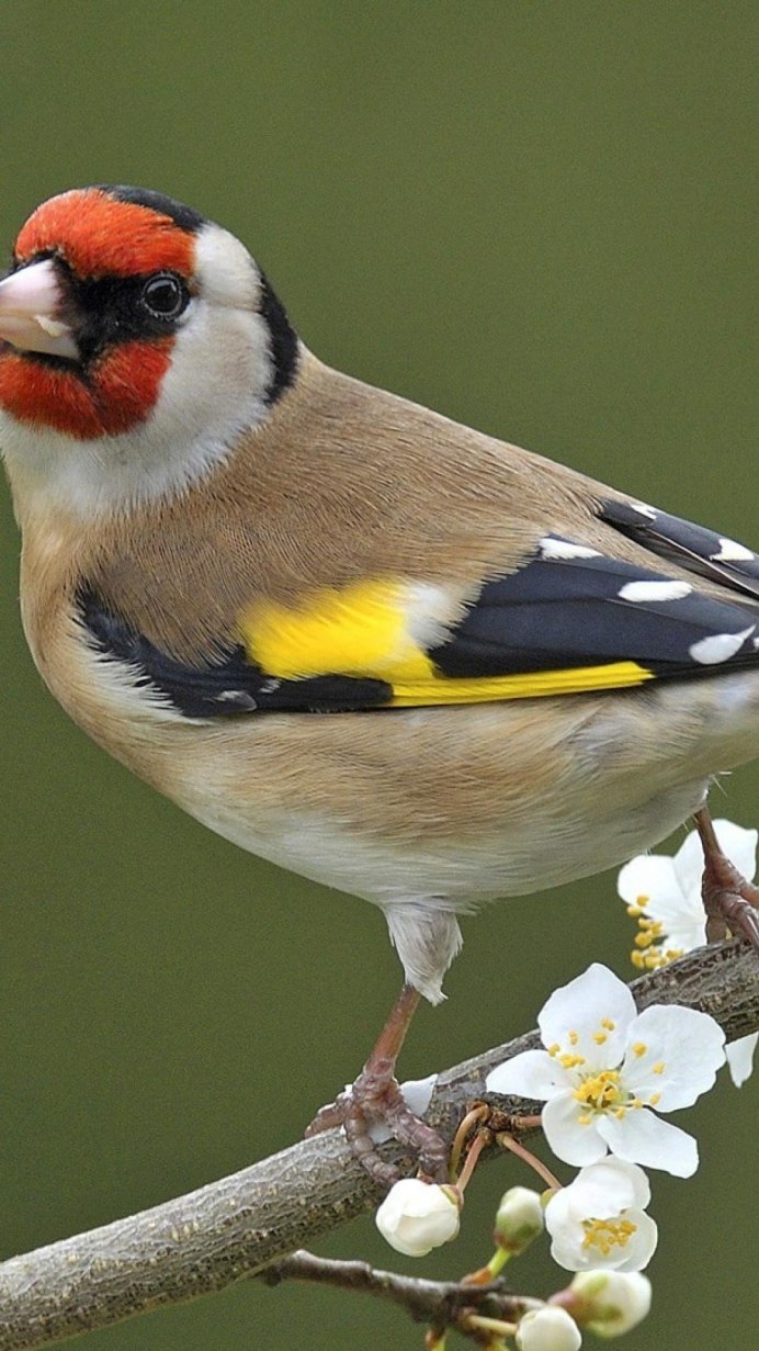 Красноголовый щегол