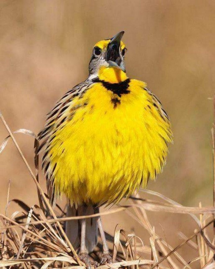 Желтокрылый щегол