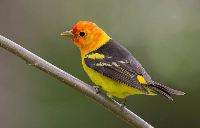 Желтая птичка с красной головкой