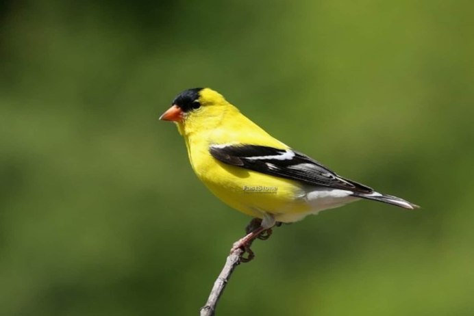 Щегол (Carduelis Carduelis)