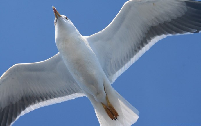 Большая белая цапля Egretta Alba