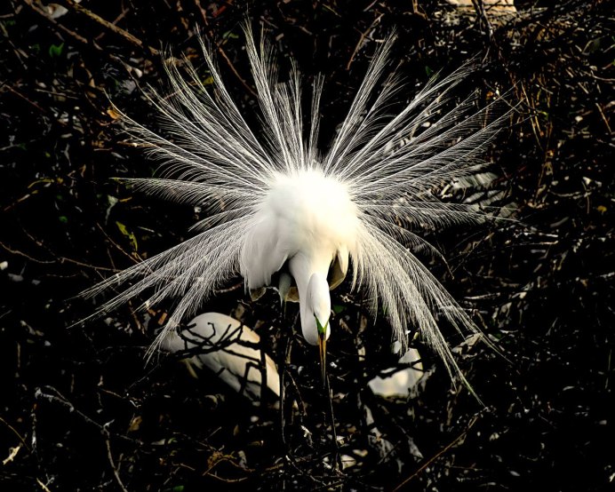Большая белая цапля (лат. Ardea Alba)