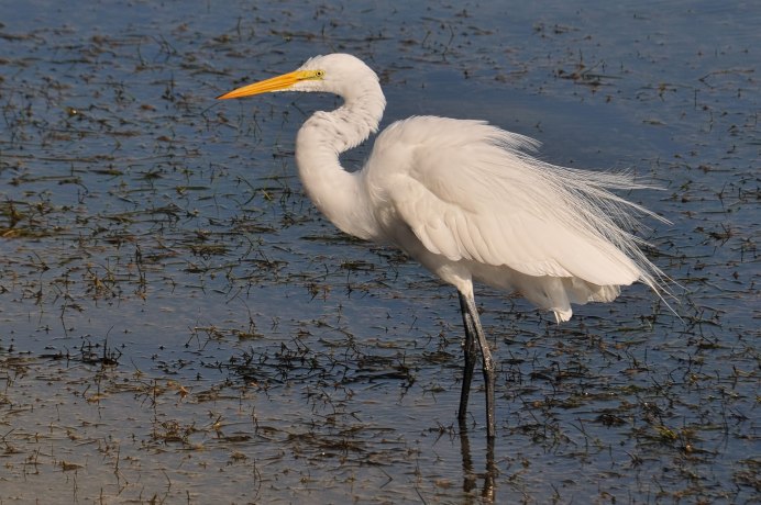 Большая белая цапля (Ardea Alba)