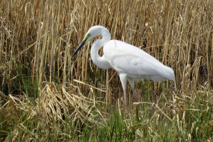 Egretta Alba птица