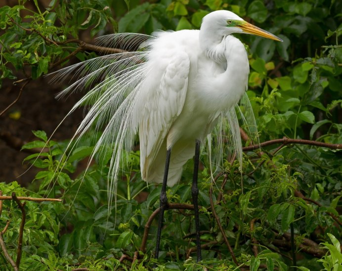 Egretta Alba птица