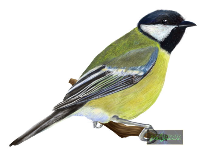 Лазоревка (cyanistes caeruleus)