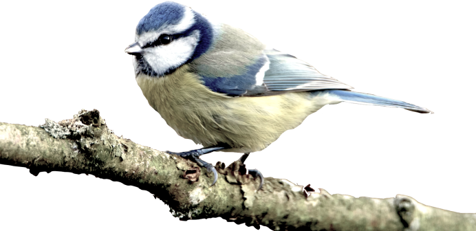 Bird stop