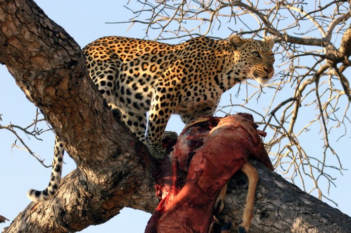 Дальневосточный леопард (Panthera pardus orientalis)
