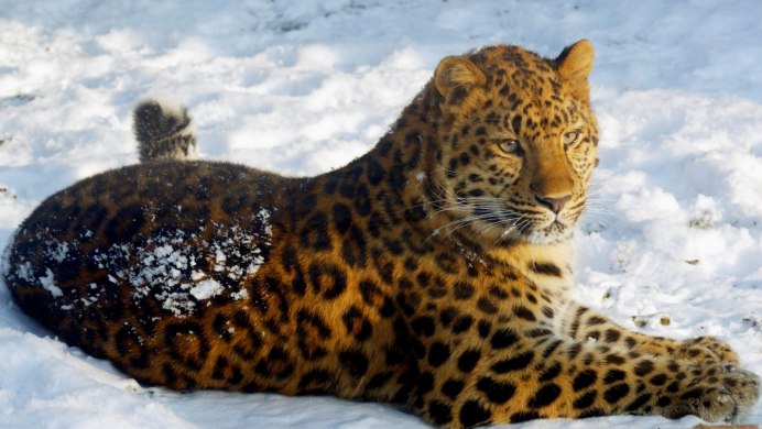 Дальневосточный леопард (Panthera pardus orientalis)