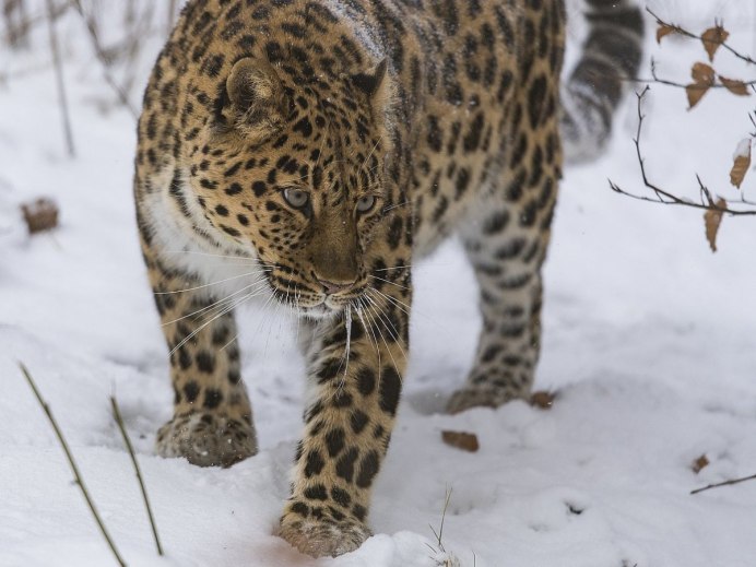 Дальневосточный (Амурский) леопард или Panthera pardus orientalis