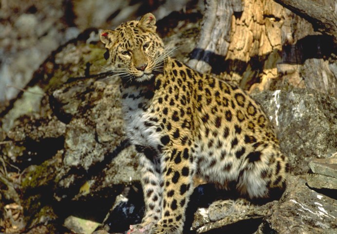Дальневосточный леопард (Panthera pardus orientalis)