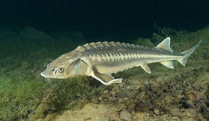 Белуга Huso Huso (Linnaeus, 1758)