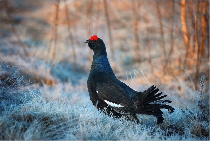 Тетерев Глухарь Косач