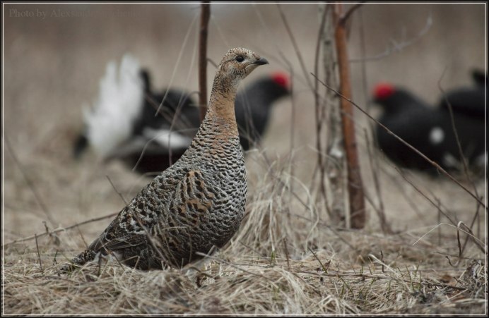 Тетерев-Косач (Lyrurus Tetrix)