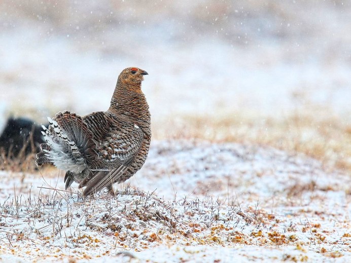Тетёрка птица