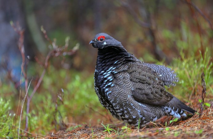 Тетерев самка