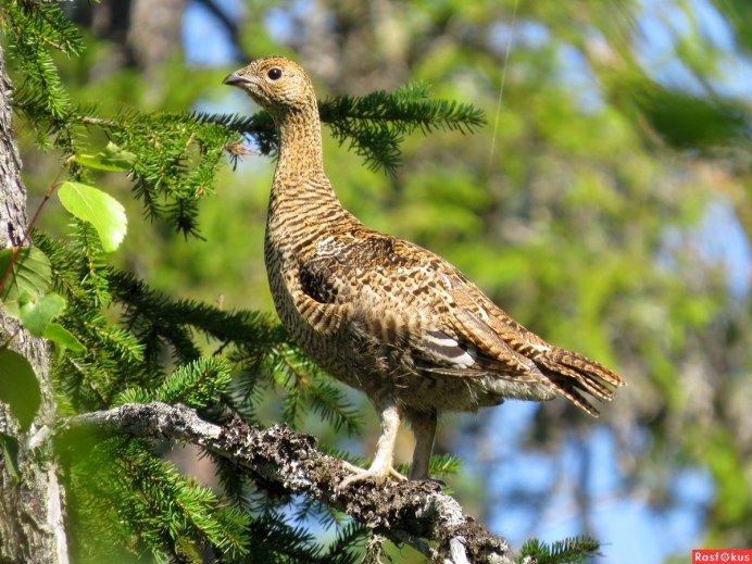 Тетерев-Косач самка