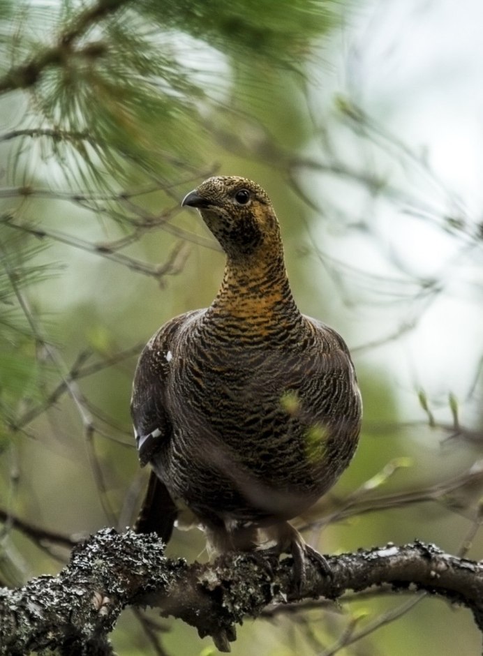 Комплект чучел тетерев NRA FUD Black Grouse (тетерев)