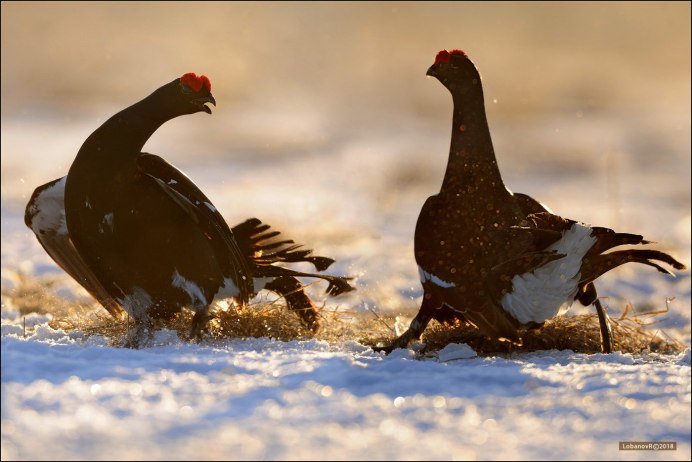 Шотландский тетерев