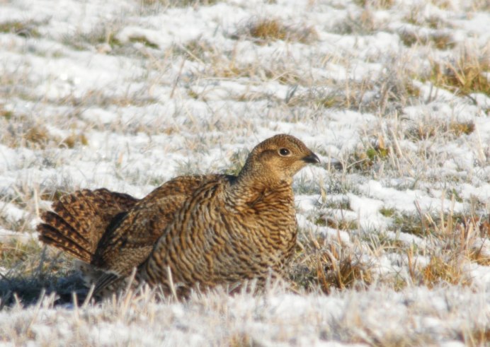 Самка глухаря Капалуха