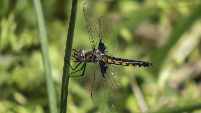 Cordulia aenea