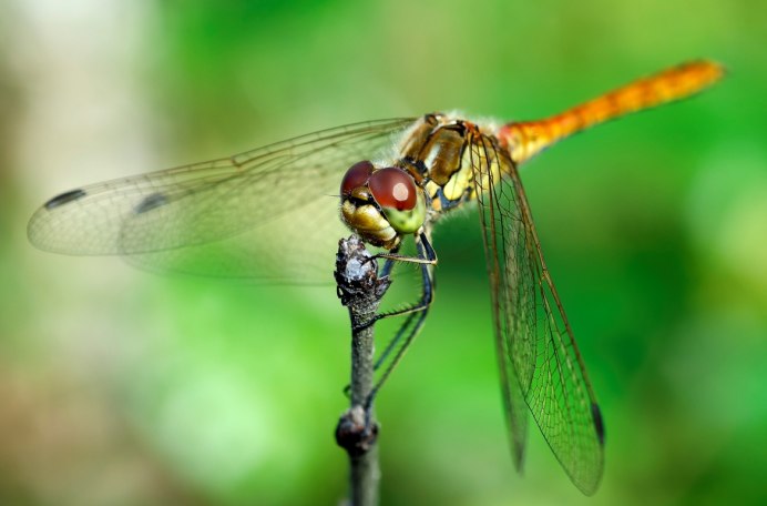 Somatochlora Metallica