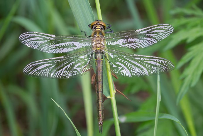 Somatochlora Metallica