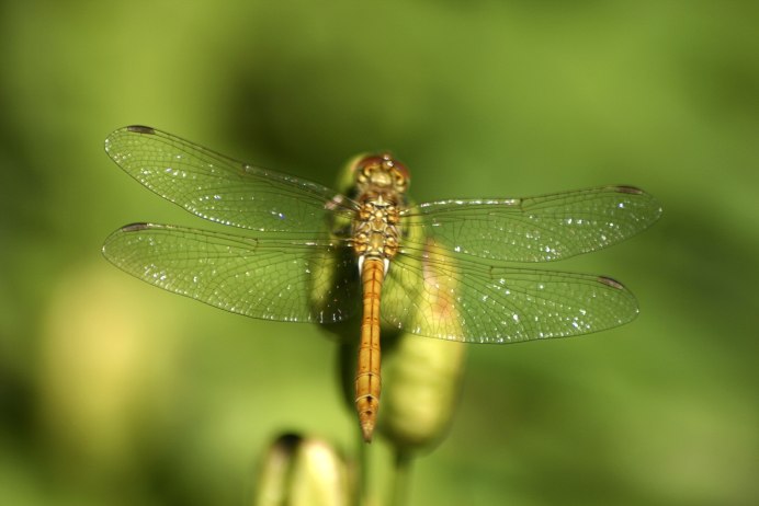 Эпитека (Epitheca bimaculata) нимфа