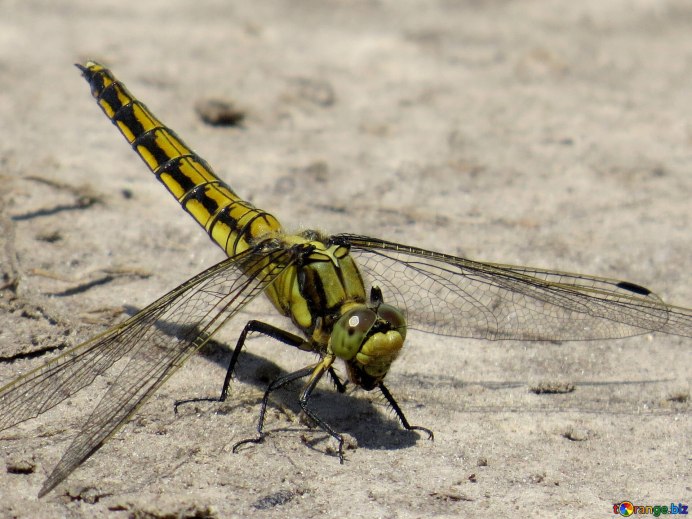 Стрекоза Libellula fulva