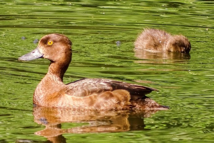 Кряква самец и самка