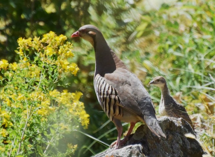 Alectoris Chukar
