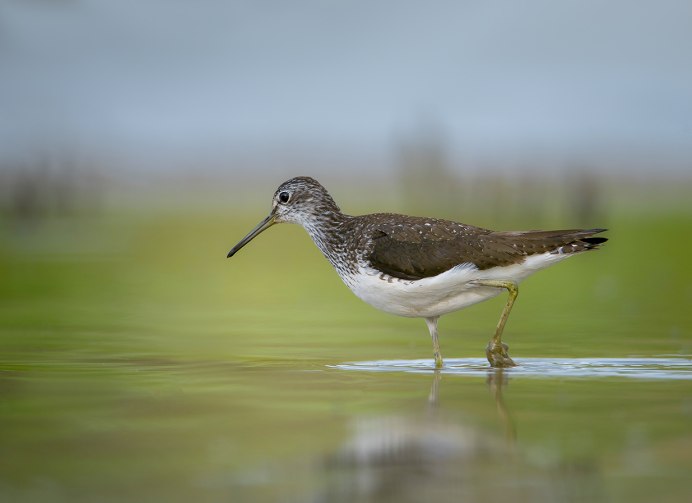 Кули́к-Воробе́й (Calidris minuta)
