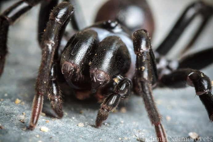 Atypus muralis