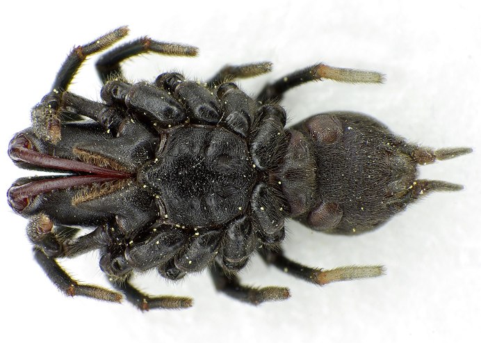 Malaysian Trapdoor Spider