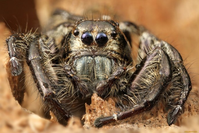 Atypus affinis