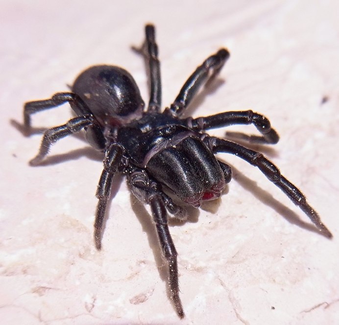 Atypus Magnus