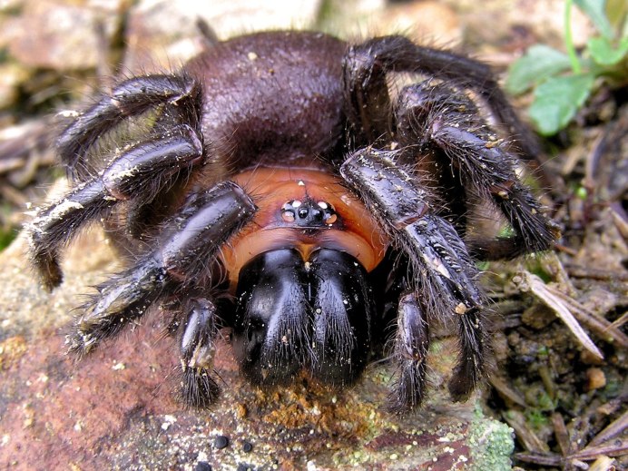 Крот обыкновенный (talpa europaea)
