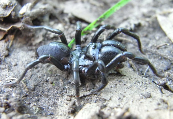 Ostearius melanopygius паук