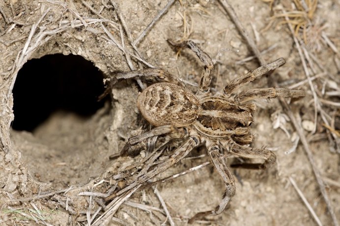 Macrothele calpeiana паук