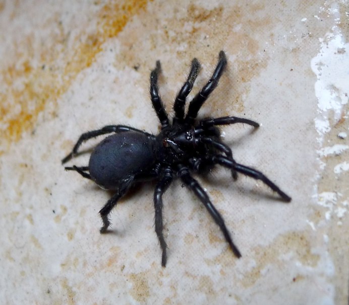 Паук Mesothelae