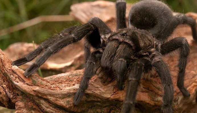 Atrax robustus паук