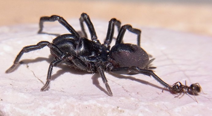 Atypus Magnus