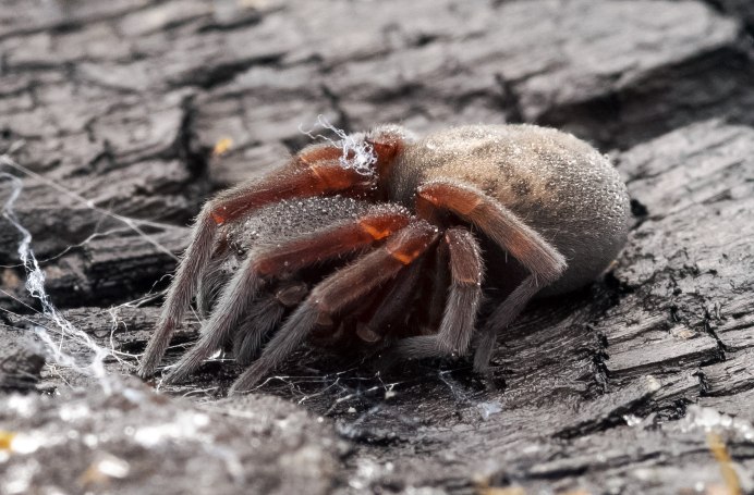 Liphistius malayanus