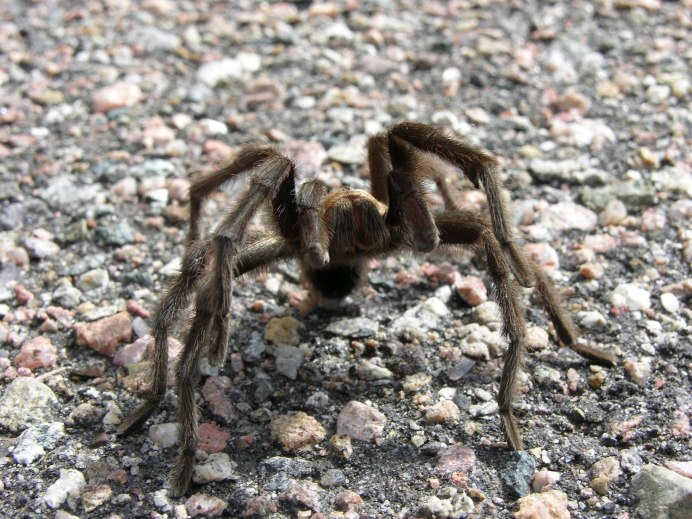 Паук-землекоп Atypus Medius
