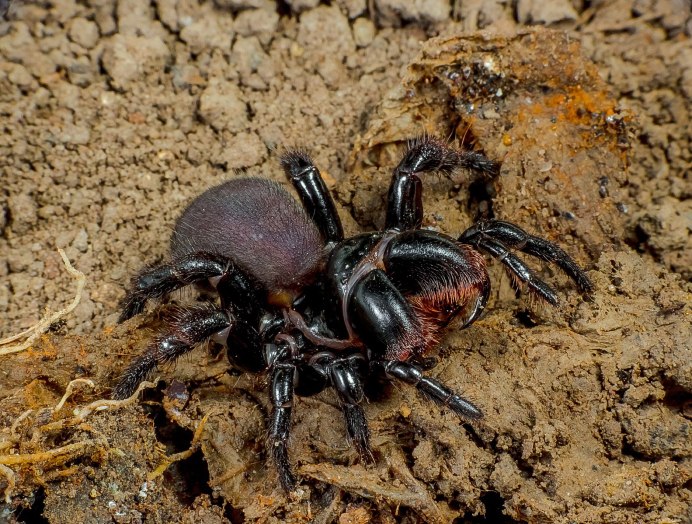 Паук Loxosceles reclusa