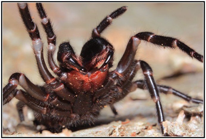 Porrhothele antipodiana