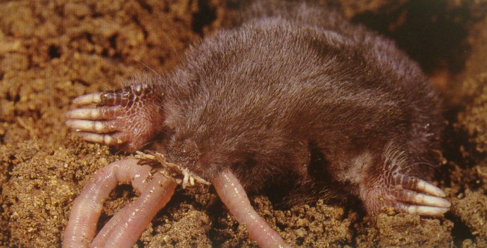 Loxosceles Laeta паук